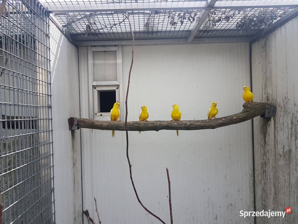 Łąkówka modrobrewa łąkówki modrobrewe 2024 r Ptaki Leszno sprzedam