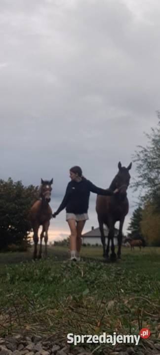 Dajana klacz małopolska Żyrardów