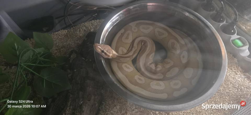 Pyton królewski phyton regius samiec Gady i płazy małopolskie Kraków