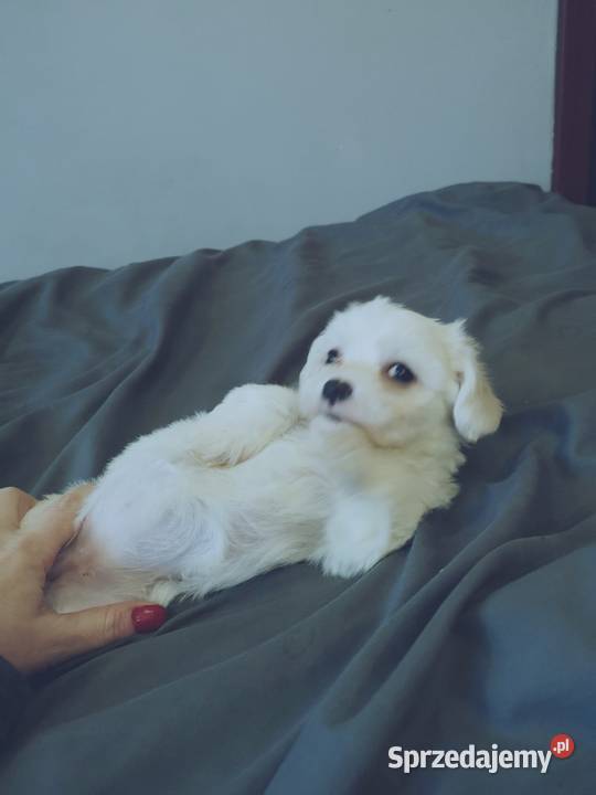 REZERWACJA Maltanczyk Piękne Bialutkie