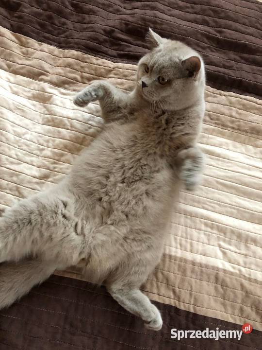 Kot brytyjski Marley reproduktor grupa krwi Brody sprzedam