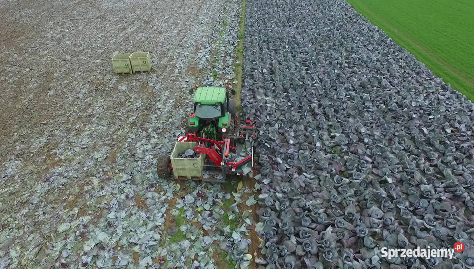 Kombajn do zbioru kapusty na przemysł do skrzyni sprzedam