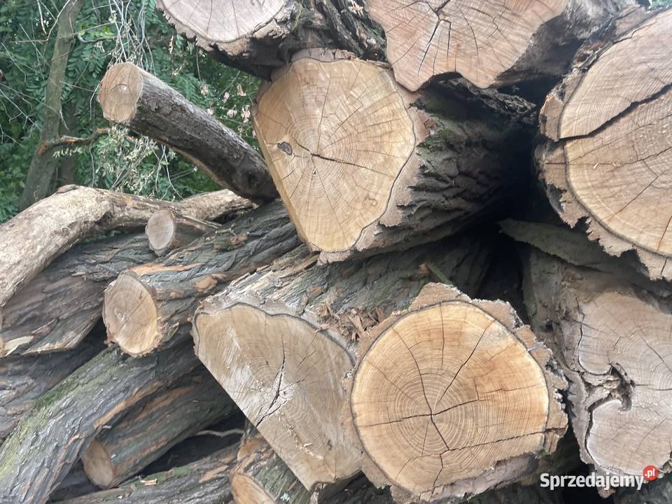 Sprzedam akacje dolnośląskie Cieszyny sprzedam