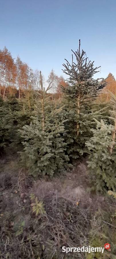 Choinka żywa świerk zwykły srebrny gałązki