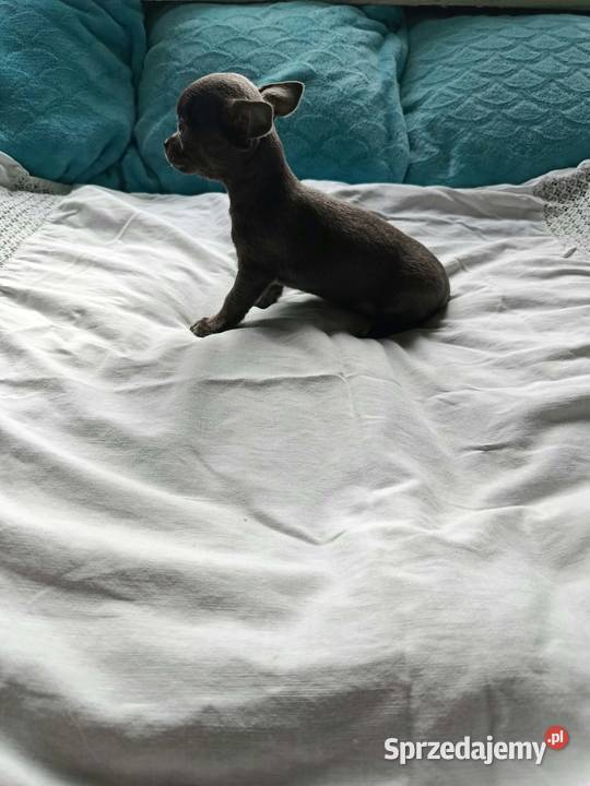 Śliczna szara suczka Chihuahua szuka kochającego sprzedam