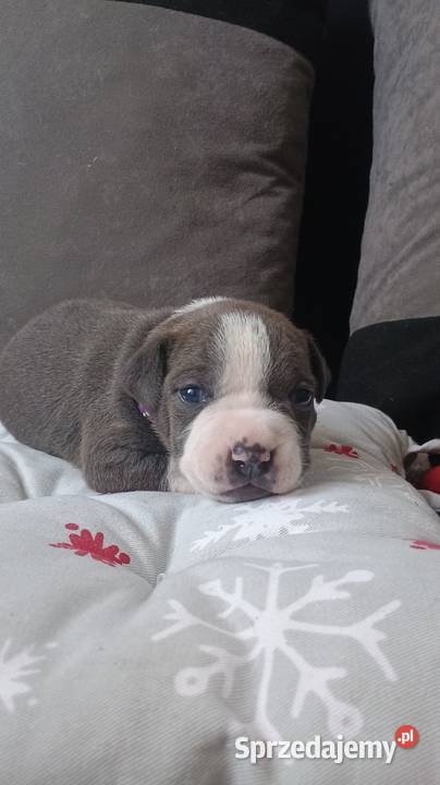 Amstaff Szczeniąta Rezerwacja Radomsko