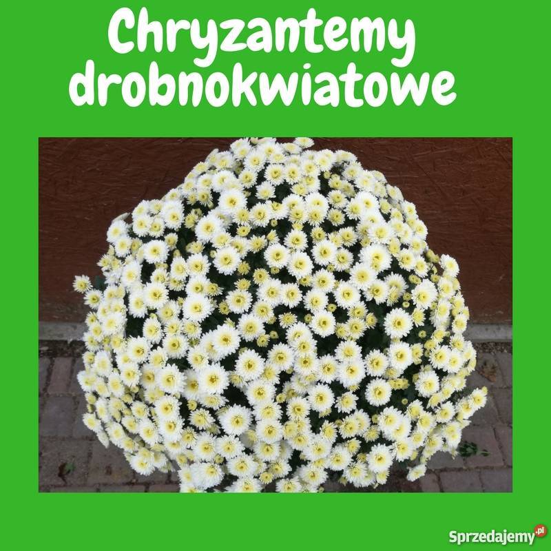 Chryzantemy doniczkowe wielkokwiatowe i łódzkie Wrząca