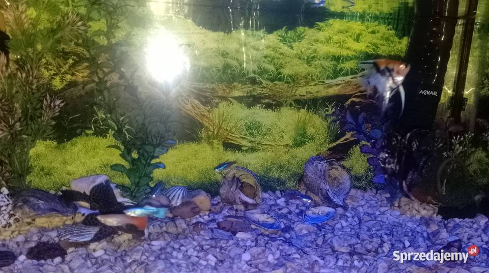 Akwarium aquael 55 litraRybki Zakładanie terrariów i akwariów Czarzyzna