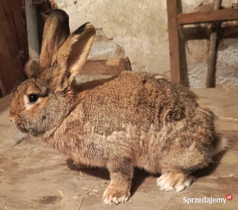 Sprzedam samice belgijską Miedźna