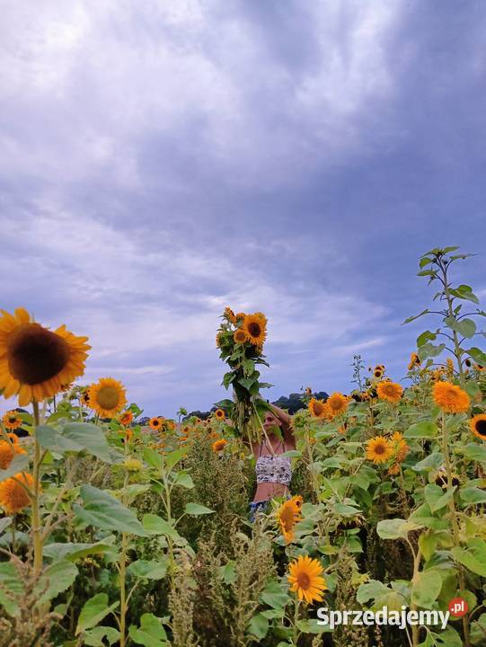 Nasiona słonecznika ozdobny Rzędziszowice