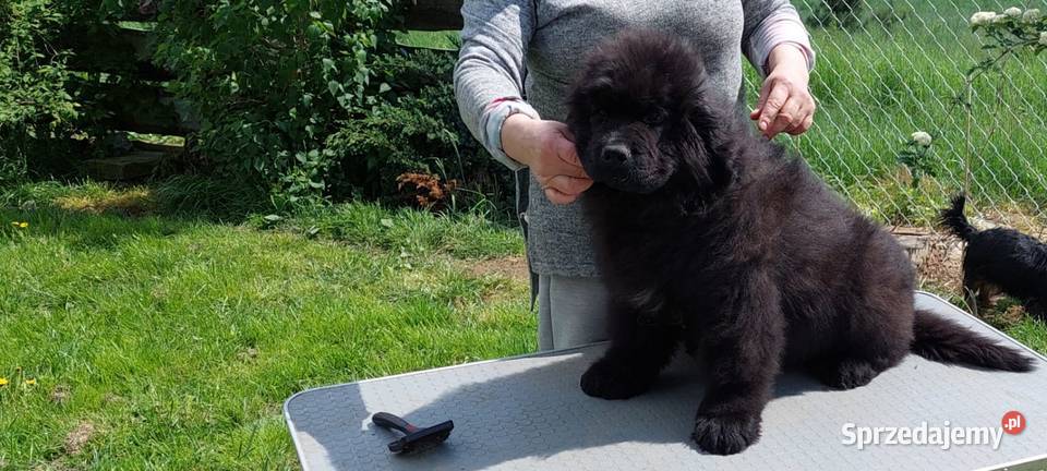 Nowofundland piękny piesek z metryką ZKwP Rozdziały