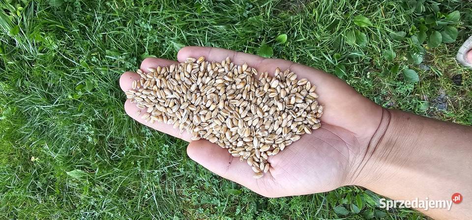 Pszenica Fenomen oczyszczona Zboża Wereszcze Małe