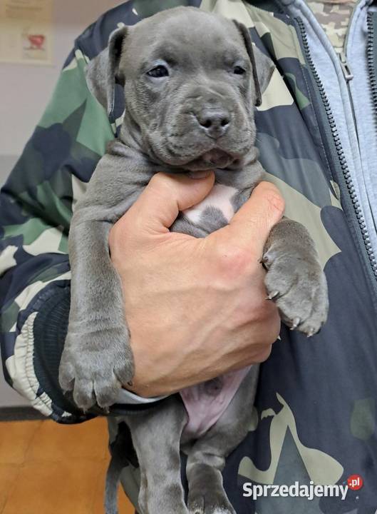 Piękne szczenięta Amstaff Blue Kępno