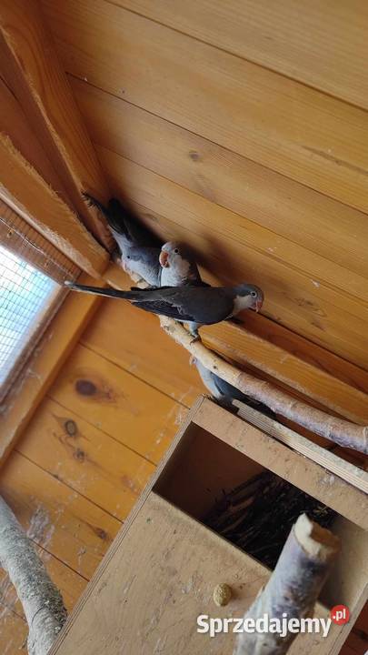 Mnicha nizinna kobalt Knapy