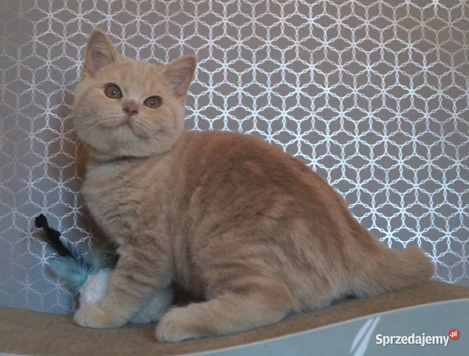 Kocurek Kremowy Brytyjska Rodowód PZFWCF mazowieckie