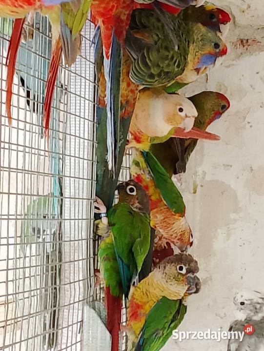 Rudosterki dorosłe ptaki lęgowe stado Strzeleczki