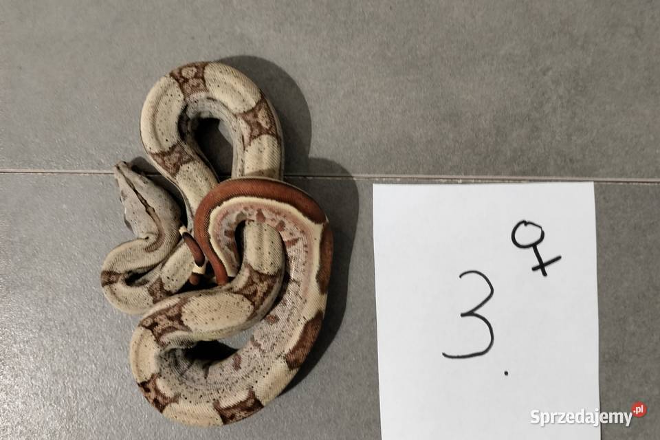 Boa cesarskie samice hypo cb26 Połomia sprzedam