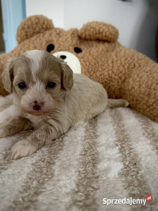 Maltipoo piękne dziewczynki