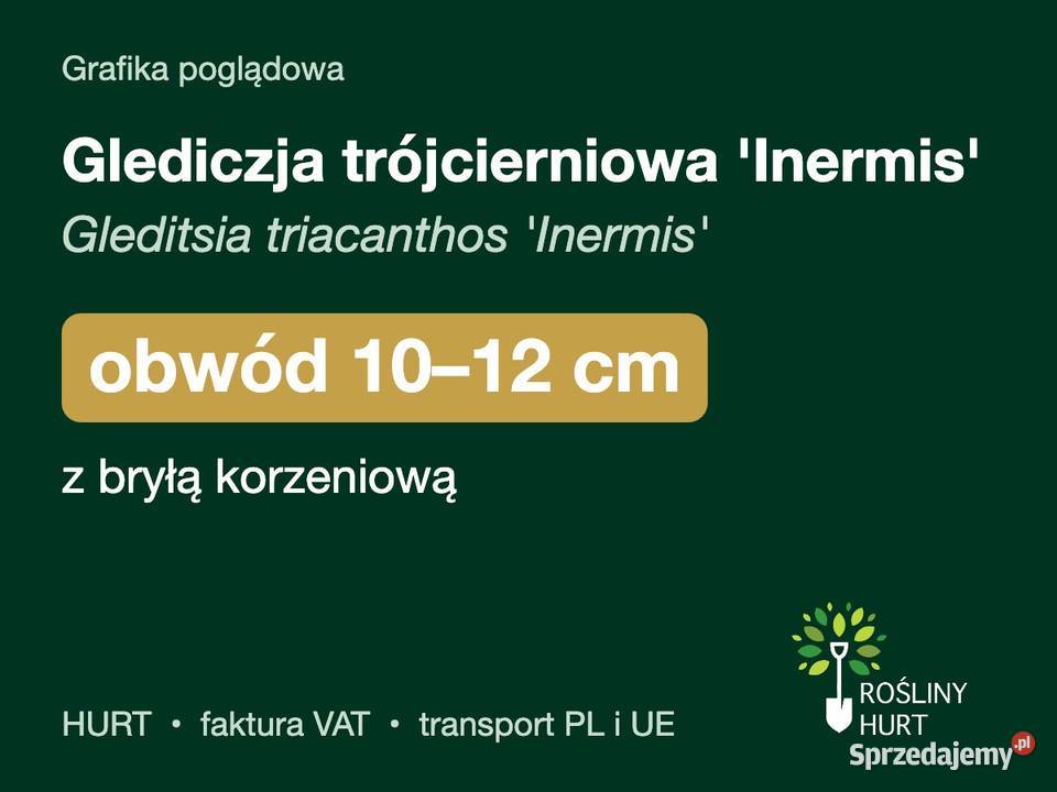 Glediczja trójcierniowa Inermis obwód 1012 z