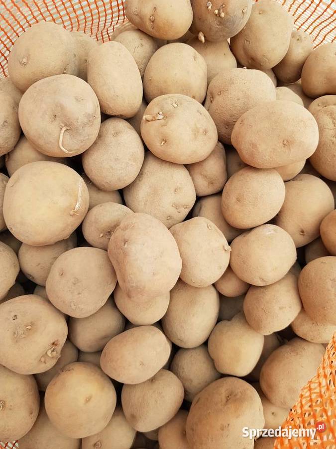 Ziemniaki o wymiarach sadzeniaka smaczne Rośliny okopowe dolnośląskie Jelenia Góra