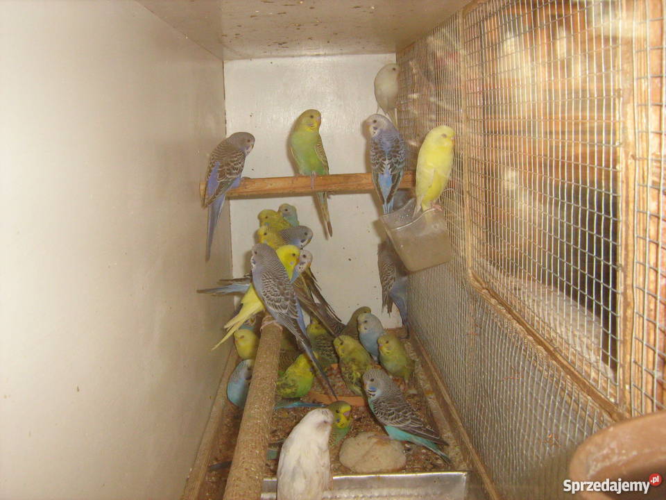 Sprzedam papugi faliste sprzedam