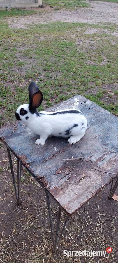 Sprzedam mlode kroliki srokacz niemiecki Gryzonie