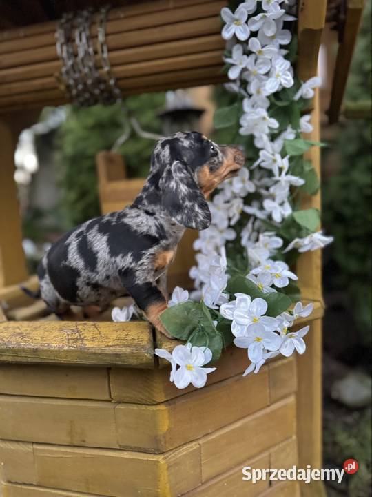 Cudowny Piesek jamnik miniaturowy blue merle z Kraków