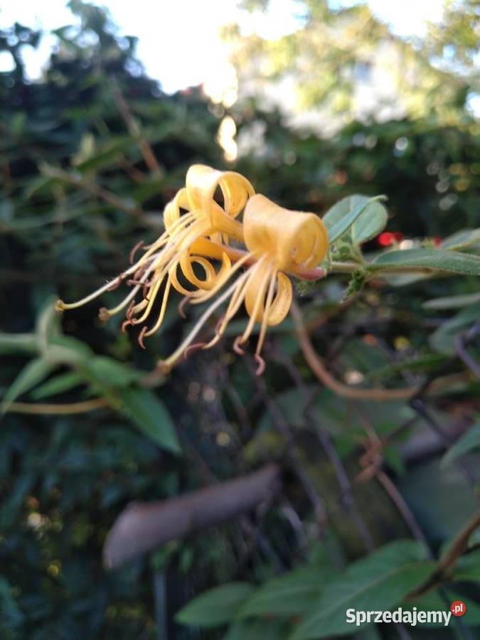 Wiciokrzew żółty x2 sztuki świetny podkarpackie Przemyśl