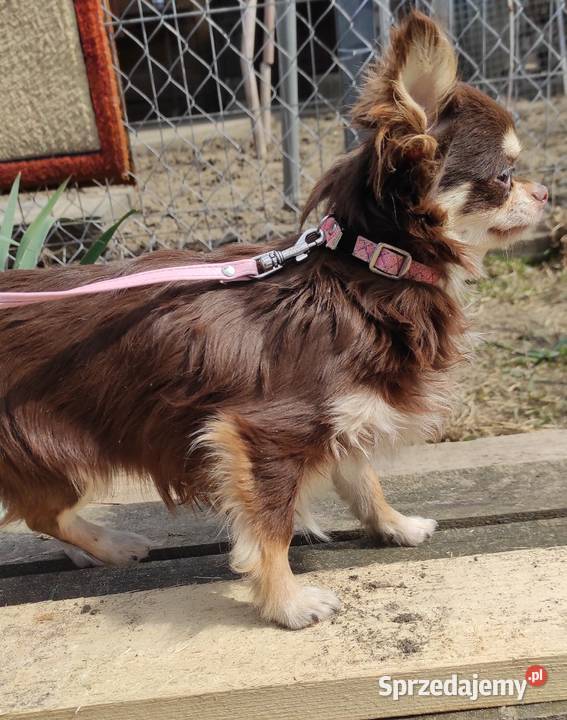 Roczny piesek chihuahua czekoladowy z rodowodem Stare Polesie