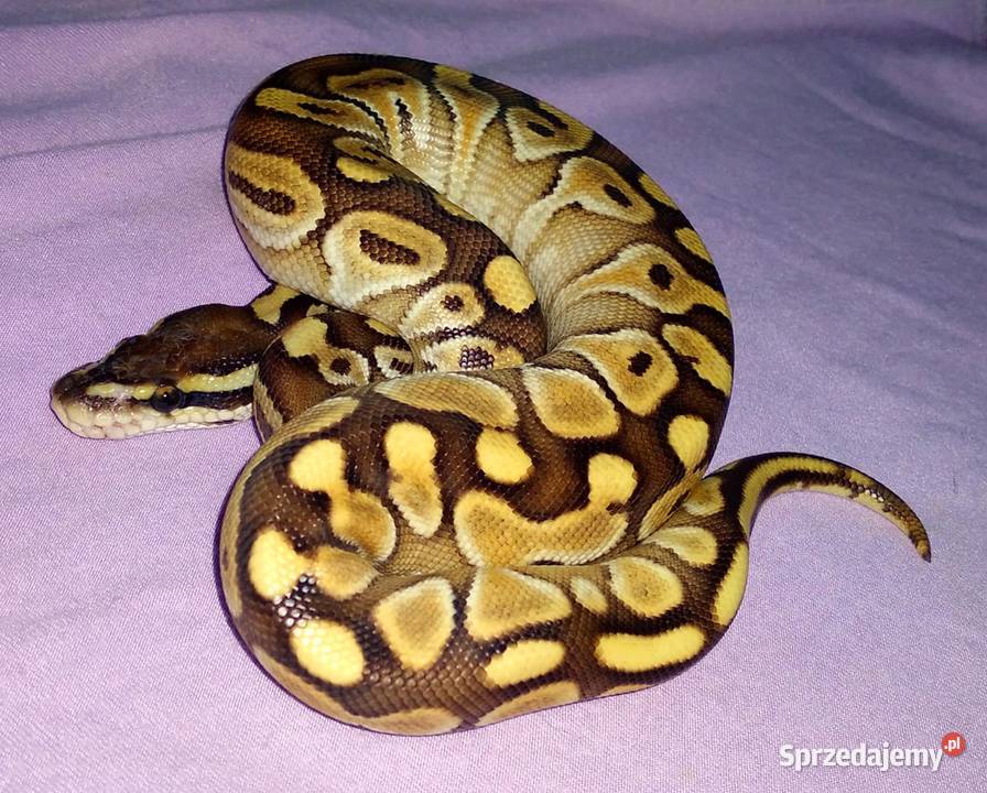 Python regius pyton królewski Lesser Pastel YB