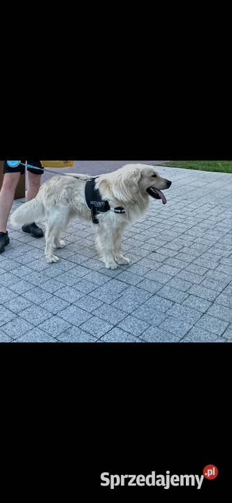 Reproduktor Golden Retriever Krycie Miechów