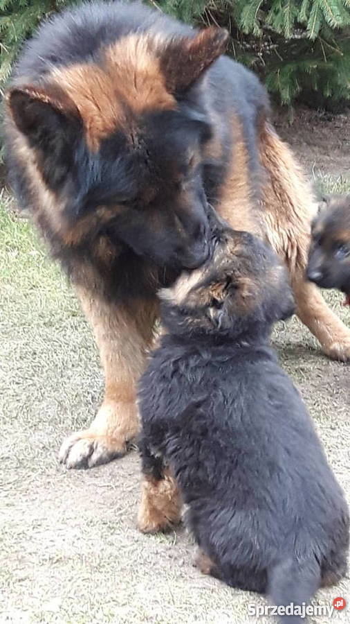 Szczeniaki Owczarka Niemieckiego Długowłosego Chełmce