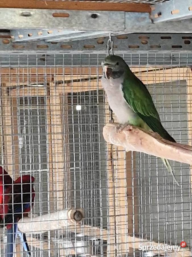 Aleksandretty Chińskie Dąbrowa