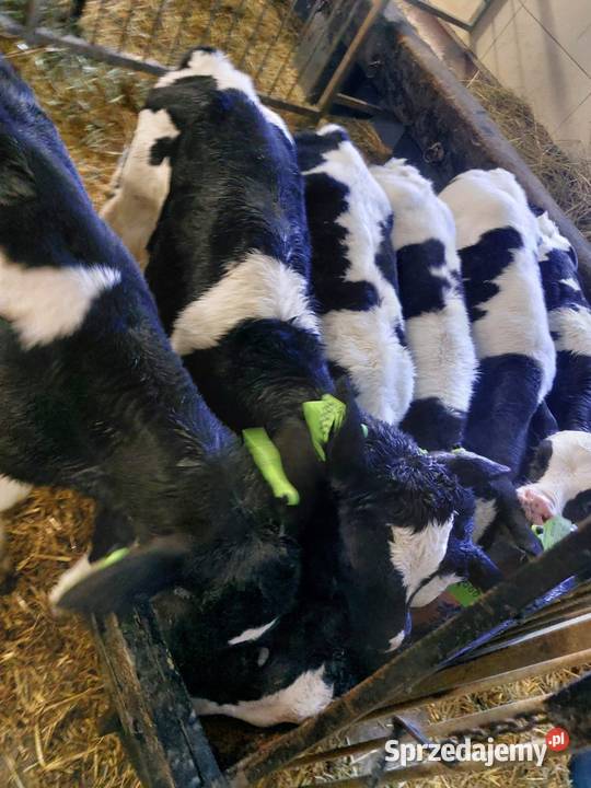 Byczki typ mięsny Garwolin