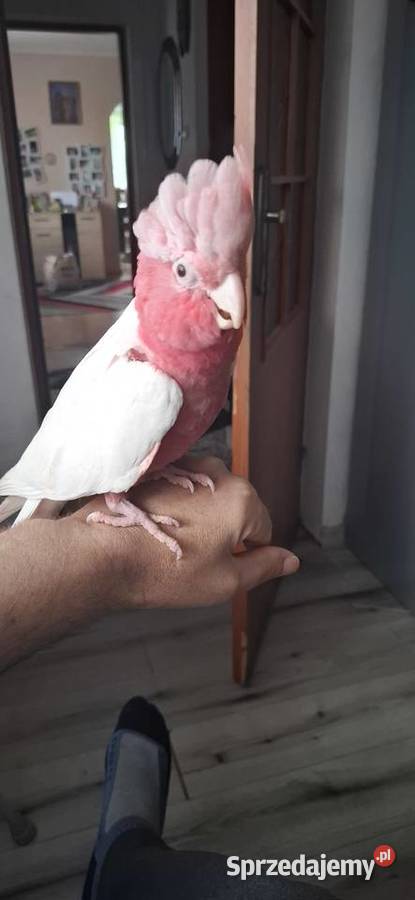 Kakadu różowe lutino Chyżne