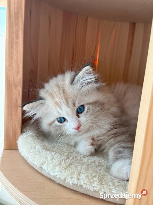 Ragdoll Elrond Hodowla Lazurowe Łapki