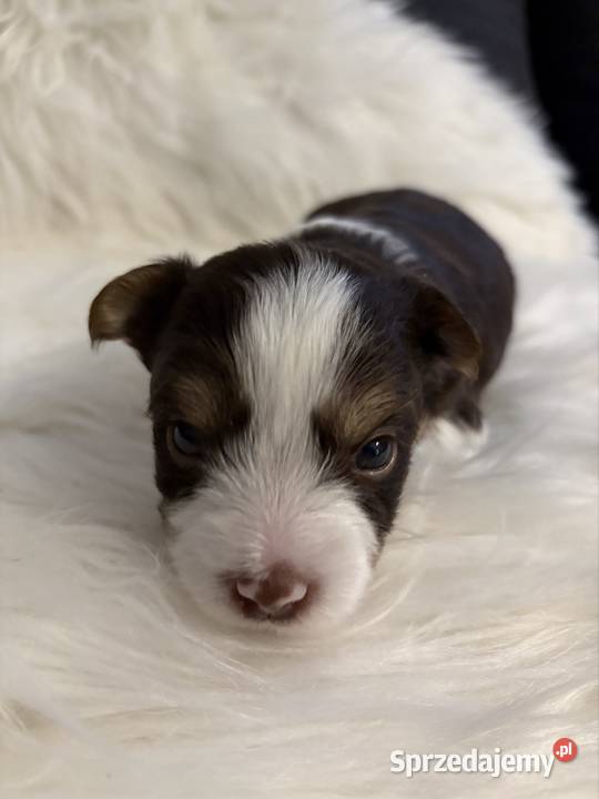 Do Rezerwacji Monte Yorkshire Terier Brio Konin