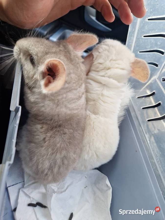 Szylki szynszyle chinchilla biała i beżowa Pinczyn