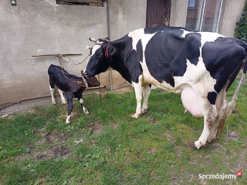 Sprzedam krowę z cielakiem łódzkie Wojsławice