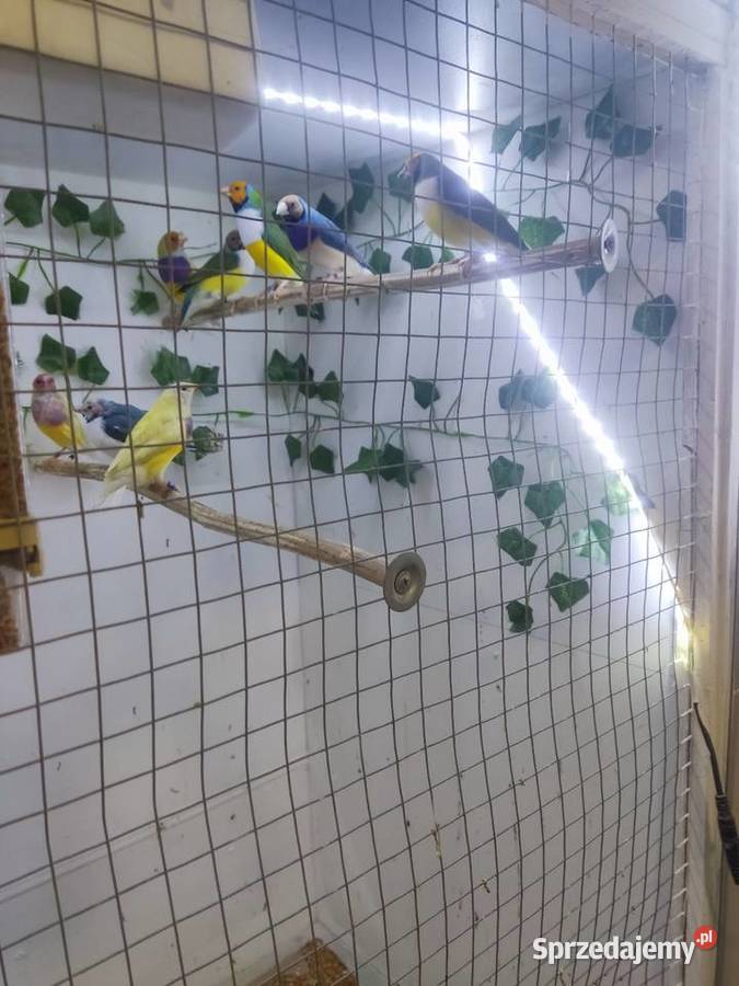 Amadyny Wspaniałe Ptaki kujawsko-pomorskie Grudziądz sprzedam