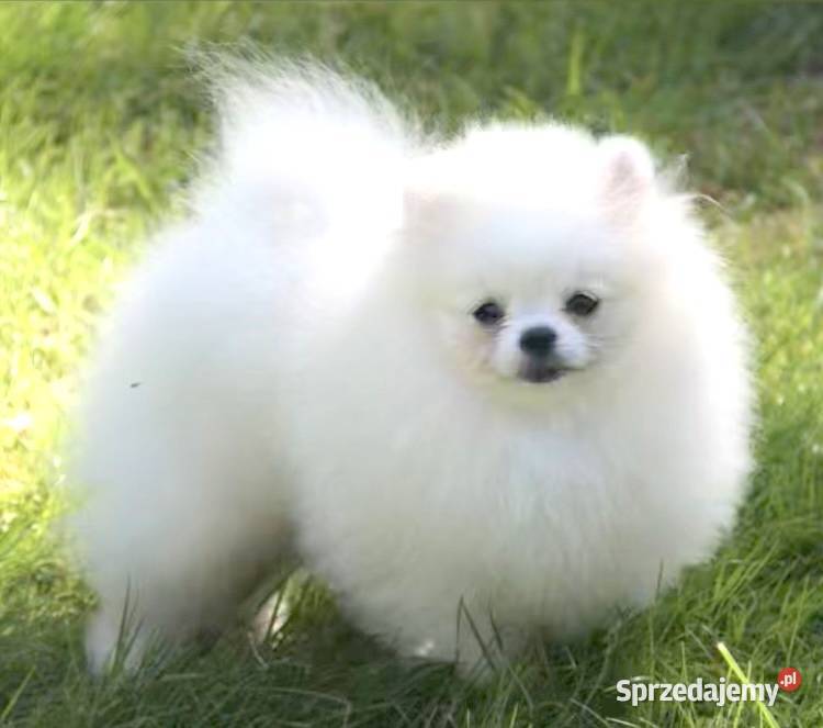 Pomeranian szpic miniaturowy FCI Łask sprzedam