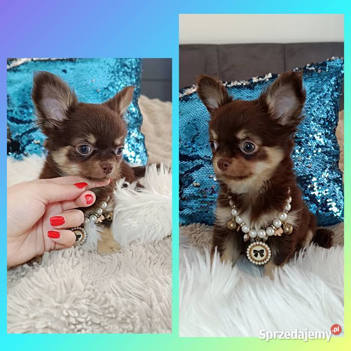 Chihuahua suczka czekoladowa długowłosa piękna mazowieckie
