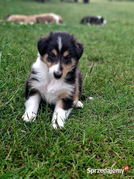 Owczarek Szkocki Collie Szczeniaki piesek Olesno