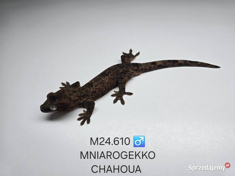 Gekon omszały