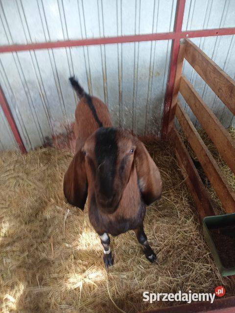 Sprzedam kozła Anglonubijskiego Lublin sprzedam