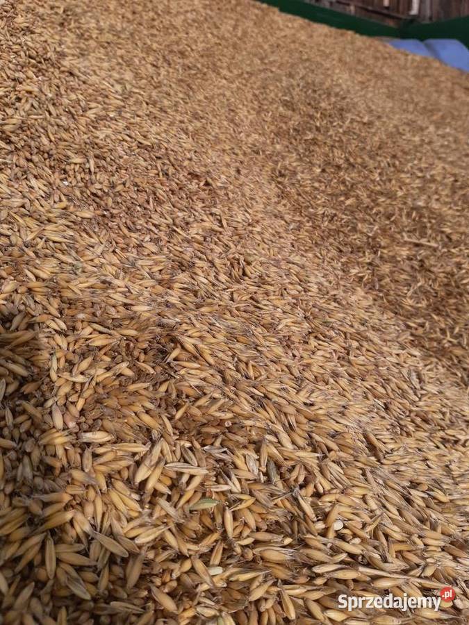 Mieszanka zbożowa Owies Pszenica Rolnictwo sprzedam
