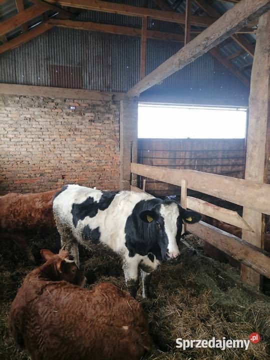 Jałówka cielna Bydło podlaskie Dobrzyniewo Duże