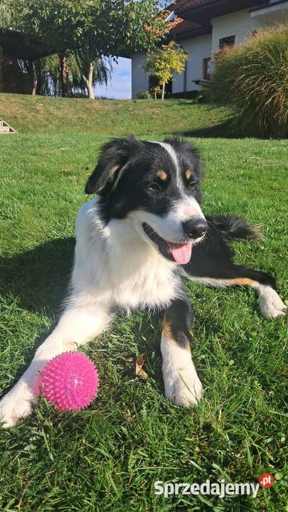 Border Collie piesek BAGI z hodowli NEGRESSE Porąbka Uszewska