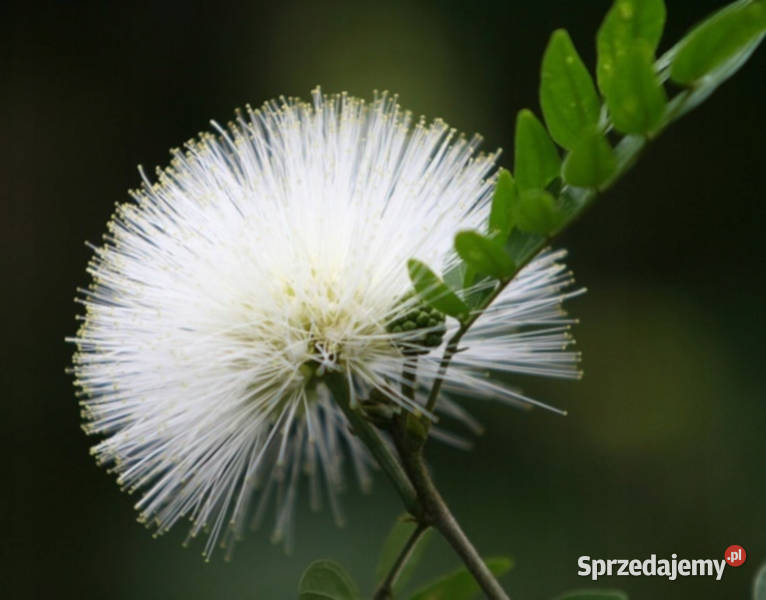 MIMOZA BIAŁA Leucaena Leucocephala NASIONA 100g Nasiona kujawsko-pomorskie Lubanie