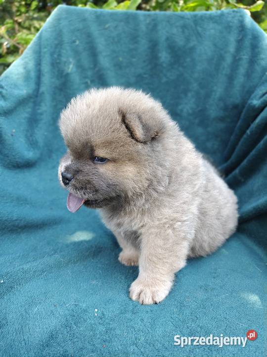 Wzorcowe Chow Chow Czał Czał doskonały exterrier Zwierzęta Krapkowice